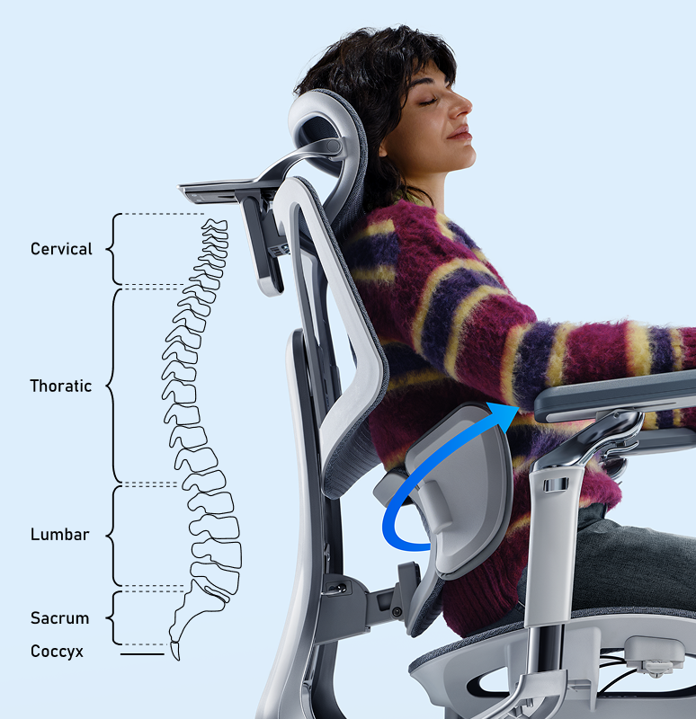 Seated posture and ergonomic back support diagram