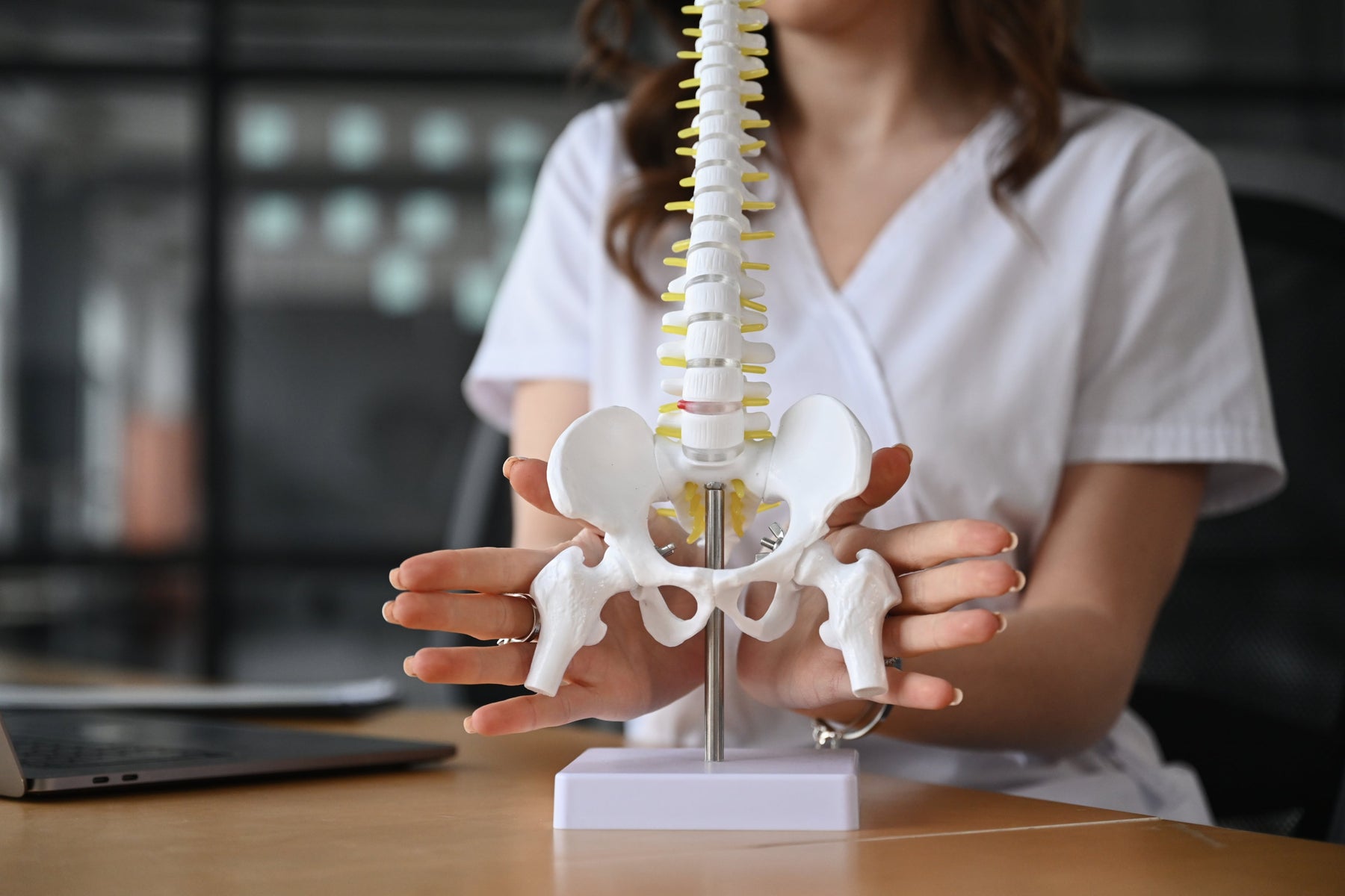 Person holding a model of a human spine and pelvis on a table.
